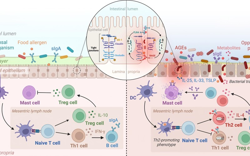 Nature Communications《自然·通讯》| 自慰高潮傅玲琳教授团队取得重要突破：食物过敏的膳食危险因素新机制